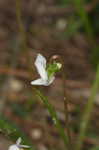 Bog white violet